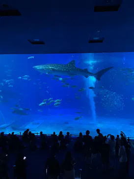 沖縄美ら海水族館に投稿された画像（2026/8/29）