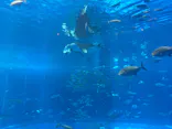 沖縄美ら海水族館に投稿された画像（2026/8/30）