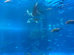 沖縄美ら海水族館に投稿された画像（2026/8/29）