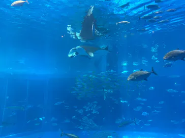 沖縄美ら海水族館に投稿された画像（2026/8/29）