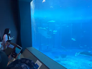 沖縄美ら海水族館に投稿された画像（2026/8/29）