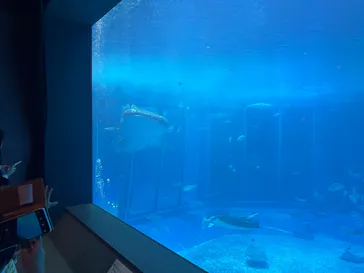 沖縄美ら海水族館に投稿された画像（2026/8/29）