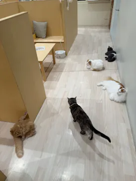 Cat Café MOFF グランベリーパーク店に投稿された画像（2026/8/30）