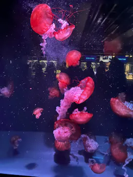 京都水族館に投稿された画像（2026/8/30）