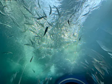 滋賀県立琵琶湖博物館に投稿された画像（2026/8/30）