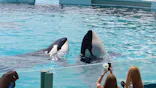 鴨川シーワールドに投稿された画像（2026/8/30）