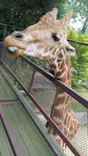 ANIMAL WONDER REZOURT 市原ぞうの国・サユリワールドに投稿された画像（2026/8/30）