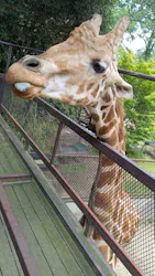 ANIMAL WONDER REZOURT 市原ぞうの国・サユリワールドに投稿された画像（2026/8/30）