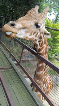 ANIMAL WONDER REZOURT 市原ぞうの国・サユリワールドに投稿された画像（2026/8/30）