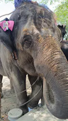 ANIMAL WONDER REZOURT 市原ぞうの国・サユリワールドに投稿された画像（2026/8/30）