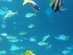 サンシャイン水族館に投稿された画像（2026/8/30）