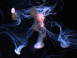 サンシャイン水族館に投稿された画像（2026/8/30）