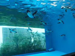 サンシャイン水族館に投稿された画像（2026/8/30）