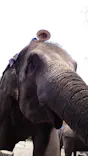 ANIMAL WONDER REZOURT 市原ぞうの国・サユリワールドに投稿された画像（2026/8/30）