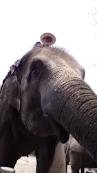 ANIMAL WONDER REZOURT 市原ぞうの国・サユリワールドに投稿された画像（2026/8/30）
