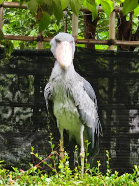恩賜上野動物園に投稿された画像（2026/8/30）