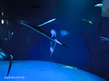 サンシャイン水族館に投稿された画像（2026/8/30）