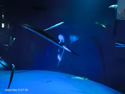 サンシャイン水族館に投稿された画像（2026/8/30）