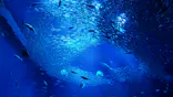 アクアワールド茨城県大洗水族館に投稿された画像（2026/8/30）