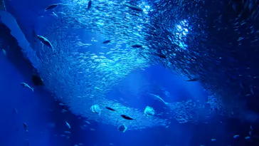 アクアワールド茨城県大洗水族館に投稿された画像（2026/8/30）