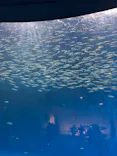 名古屋港水族館に投稿された画像（2026/8/30）