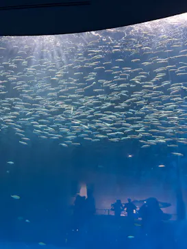 名古屋港水族館に投稿された画像（2026/8/30）