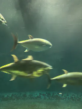 葛西臨海水族園に投稿された画像（2026/8/30）