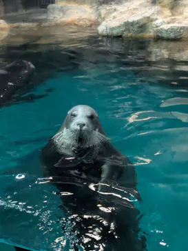 大分マリーンパレス水族館 「うみたまご」に投稿された画像（2026/8/30）