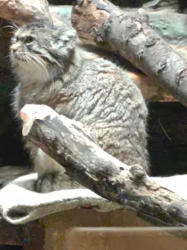 恩賜上野動物園に投稿された画像（2026/8/30）