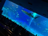 沖縄美ら海水族館に投稿された画像（2026/8/30）