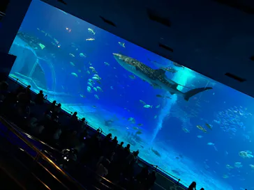 沖縄美ら海水族館に投稿された画像（2026/8/30）