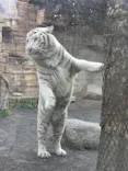 東武動物公園に投稿された画像（2026/8/30）
