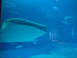 沖縄美ら海水族館に投稿された画像（2026/8/30）