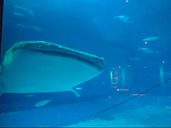 沖縄美ら海水族館に投稿された画像（2026/8/30）