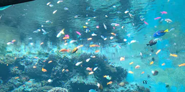 沖縄美ら海水族館に投稿された画像（2026/8/30）