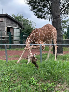 こども動物自然公園（埼玉県公園緑地協会）に投稿された画像（2026/8/30）