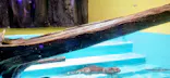 竹島水族館に投稿された画像（2026/8/30）