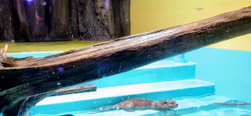 竹島水族館に投稿された画像（2026/8/30）