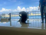 マリンワールド海の中道に投稿された画像（2026/8/30）