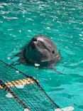 ゼロ距離水族館 伊勢シーパラダイスに投稿された画像（2026/8/30）