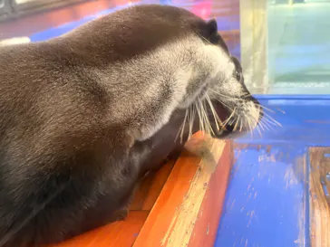 ゼロ距離水族館 伊勢シーパラダイスに投稿された画像（2026/8/30）