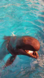 沖縄美ら海水族館（館内体験）に投稿された画像（2026/8/30）
