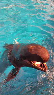 沖縄美ら海水族館（館内体験）に投稿された画像（2026/8/30）