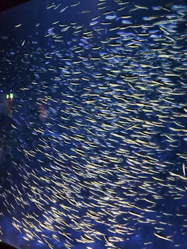 大分マリーンパレス水族館 「うみたまご」に投稿された画像（2026/8/30）