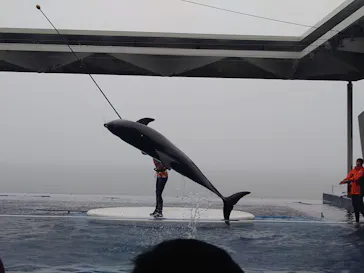 上越市立水族博物館 うみがたりに投稿された画像（2026/8/31）
