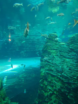 上越市立水族博物館 うみがたりに投稿された画像（2026/8/31）