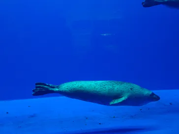 上越市立水族博物館 うみがたりに投稿された画像（2026/8/31）