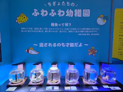 幼魚水族館に投稿された画像（2026/8/31）