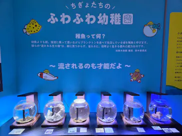 幼魚水族館に投稿された画像（2026/8/31）