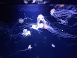 サンシャイン水族館に投稿された画像（2026/8/31）